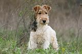 FOX TERRIER 498